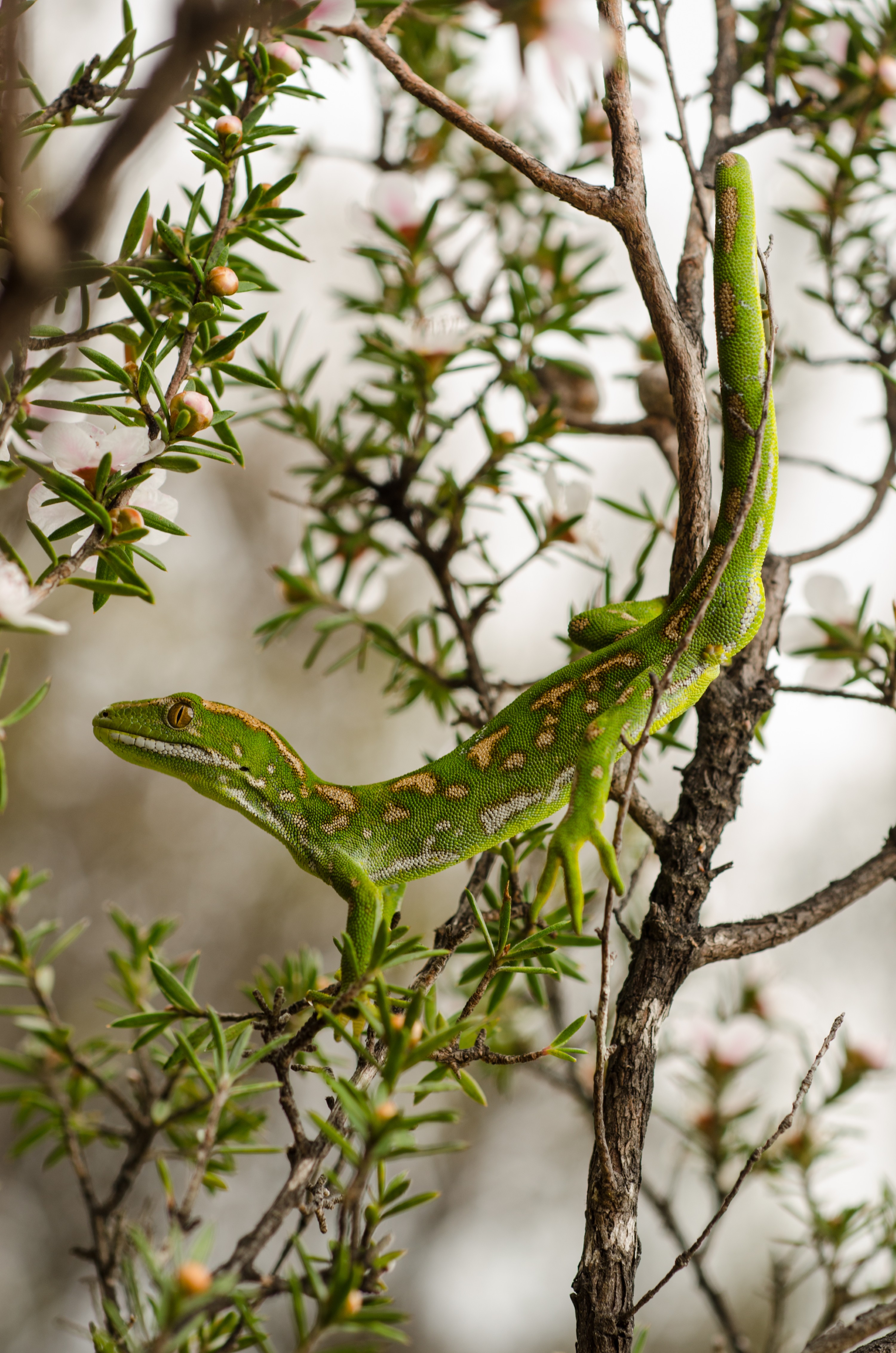 DSC_9397 – Northland, green, gecko, Naultinus, grayii, lizard, far north, north, far, Crispin, reptiles, amphibians, rare, cold, blood, new, new zealand, zealand, nz